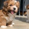 Havanese Adorable Havanese Puppies for Sale