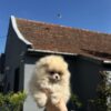 Pomeranian Pomeranian Spitz Puppies