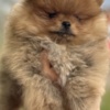 Pomeranian Pomeranian Spitz Puppies