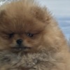 Pomeranian Pomeranian Spitz Puppies