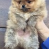 Pomeranian Pomeranian Spitz Puppies