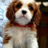 Cavalier King Charles Spaniel Cavalier King Charles spaniel - blenheim and tricolor