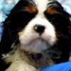 Cavalier King Charles Spaniel Cavalier King Charles spaniel - blenheim and tricolor