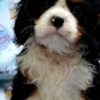 Cavalier King Charles Spaniel Cavalier King Charles spaniel - blenheim and tricolor