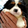 Cavalier King Charles Spaniel Cavalier King Charles spaniel - blenheim and tricolor