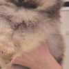 Pomeranian Pomeranian Spitz puppies
