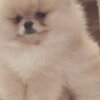 Pomeranian Pomeranian Spitz puppies