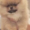 Pomeranian Pomeranian Spitz puppies