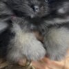 Pomeranian Pomeranian Spitz puppies