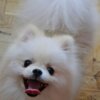 Pomeranian Pomeranian Spitz puppies