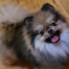 Pomeranian Pomeranian Spitz puppies
