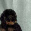 Poodle Black and Tan Toy Poodle