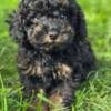 Poodle Black and Tan Toy Poodle