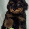 Poodle Black and Tan Toy Poodle
