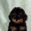 Poodle Black and Tan Toy Poodle
