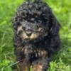 Poodle Black and Tan Toy Poodle