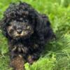 Poodle Black and Tan Toy Poodle