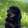 Poodle Black and Tan Toy Poodle