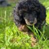 Poodle Black and Tan Toy Poodle