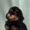 Poodle Black and Tan Toy Poodle
