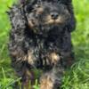 Poodle Black and Tan Toy Poodle