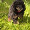 Poodle Black and Tan Toy Poodle