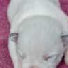 Australian Cattle Dog Blue  Puppies ACD