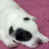 Australian Cattle Dog Blue  Puppies ACD
