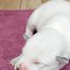 Australian Cattle Dog Blue  Puppies ACD