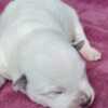 Australian Cattle Dog Blue  Puppies ACD