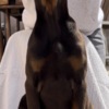 Doberman Pinscher Doberman Male Puppy