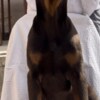Doberman Pinscher Doberman Male Puppy