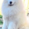 Samoyed Samoyed Adults and Puppies for Sale