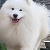 Samoyed Samoyed Adults and Puppies for Sale