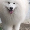 Samoyed Samoyed Adults and Puppies for Sale