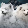 Samoyed Samoyed Adults and Puppies for Sale