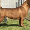 Boerboel South African Mastiff - Boerboel Puppies
