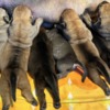 Boerboel South African Mastiff - Boerboel Puppies