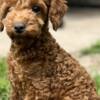 Poodle Toy Poodle Puppies