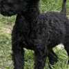 Poodle Toy Poodle Puppies