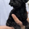 Poodle Toy Poodle Puppies