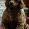 Poodle Toy Poodle Puppies