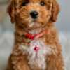 Poodle teacup poodle