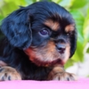 Cavalier King Charles Spaniel Cavalier king Charles spaniel puppies