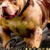 Other American Bully XL Puppies for Sale