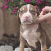 Other American Bully XL Puppies for Sale