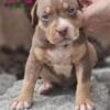 Other American Bully XL Puppies for Sale
