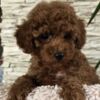 Poodle Red Toy Poodles