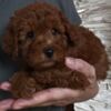 Poodle Red Toy Poodles