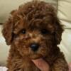 Poodle Red Toy Poodles